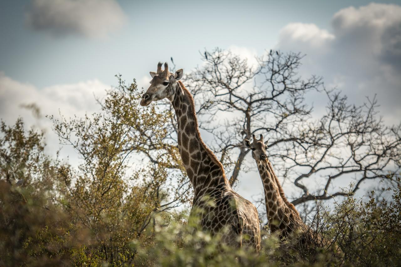 Little Garonga Villa Makalali Game Reserve Exteriör bild