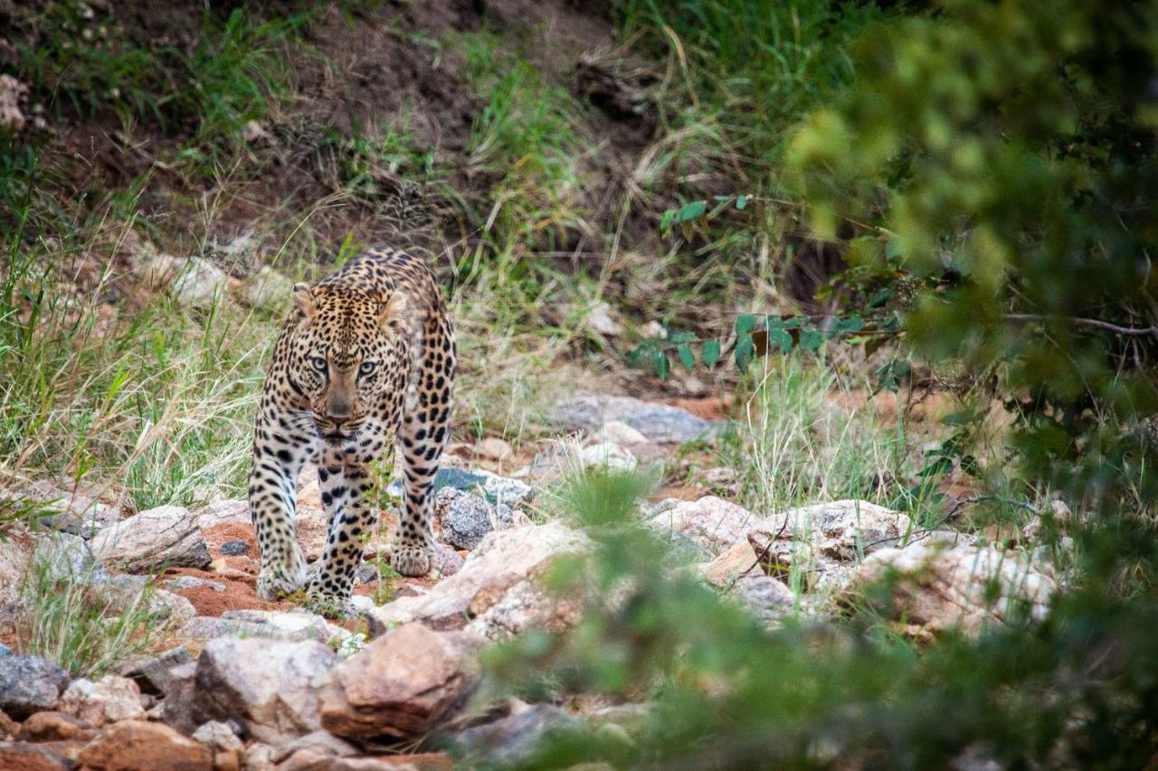 Little Garonga Villa Makalali Game Reserve Exteriör bild