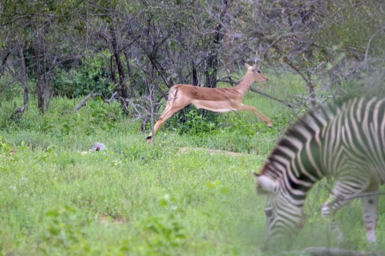 Little Garonga Villa Makalali Game Reserve Exteriör bild