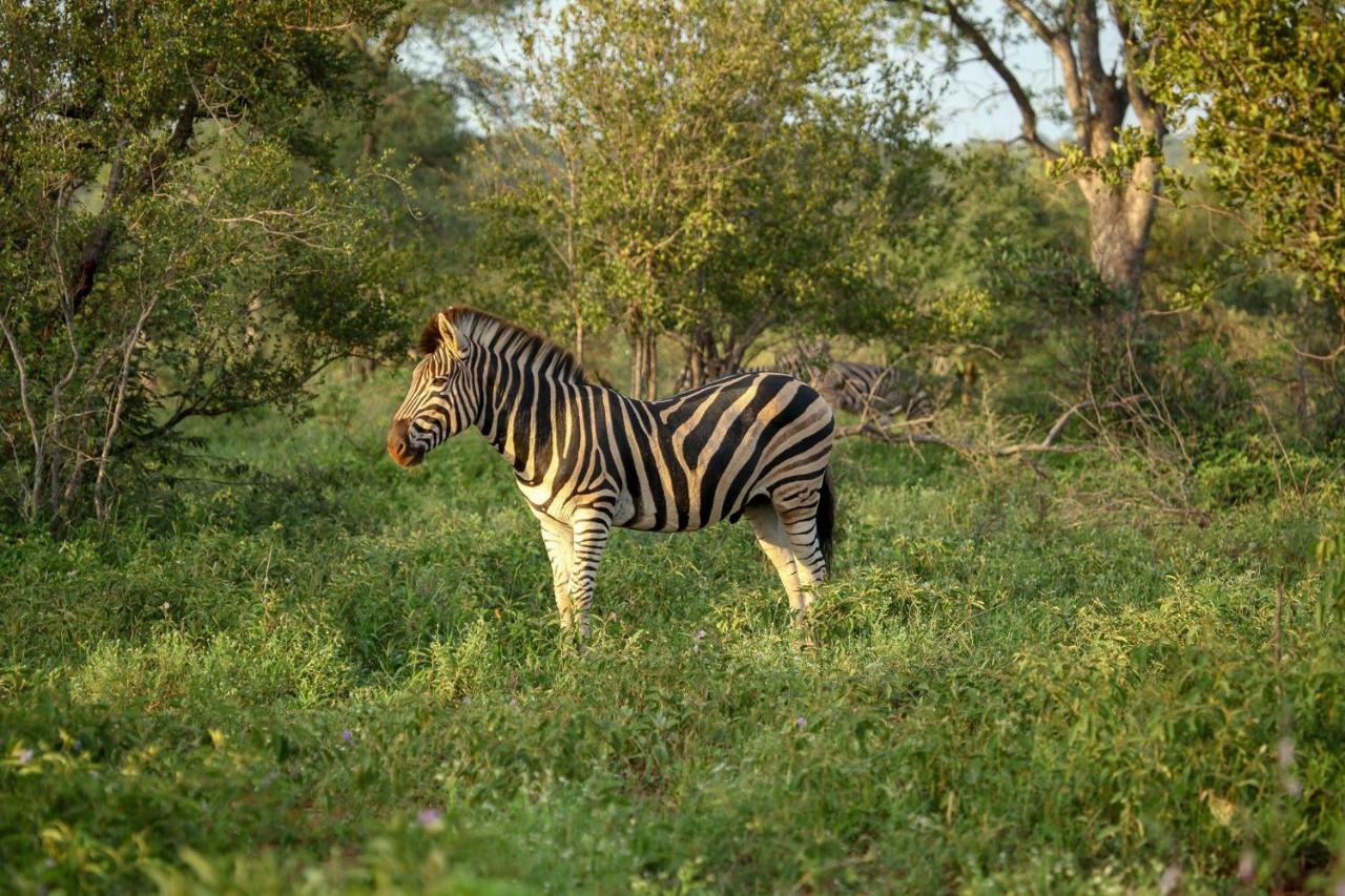 Little Garonga Villa Makalali Game Reserve Exteriör bild